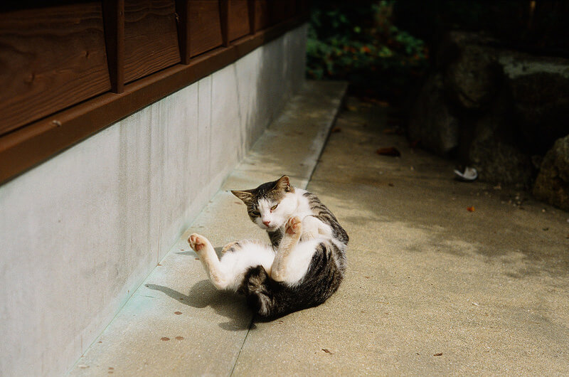 加唐島の猫