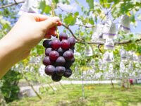 ぶどう狩りの画像