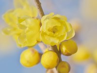 ロウバイ イメージ