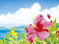 ハイビスカス