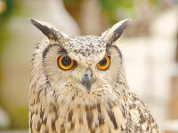 ミミズク イメージ