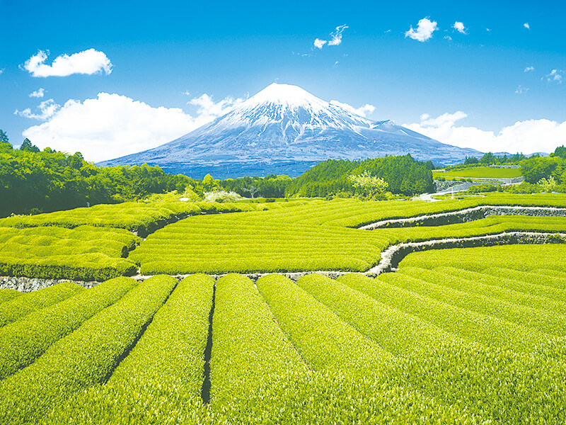 茶畑