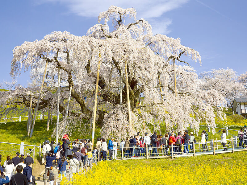 三春滝桜を見る人たち