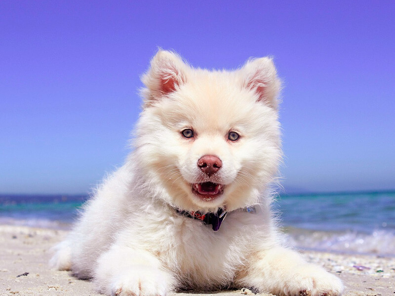 海と犬