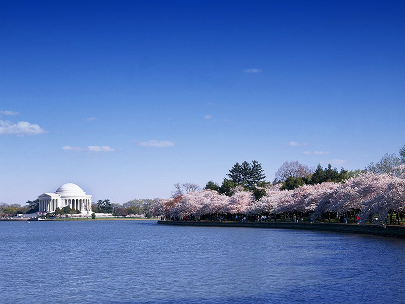ワシントンタイダルベイスンの桜