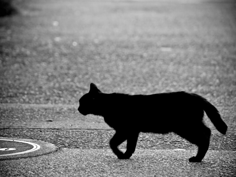 黒猫