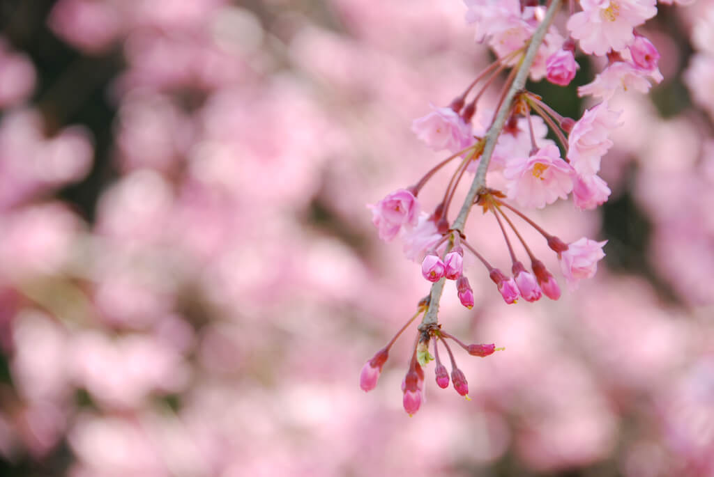 しだれ桜 イメージ