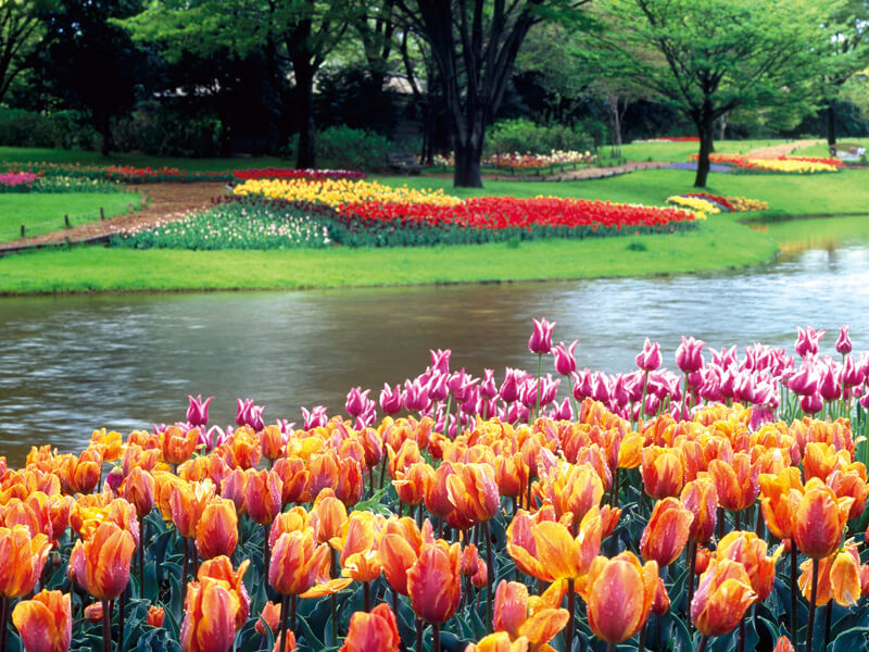 国営昭和記念公園