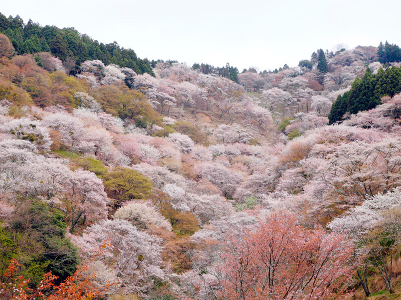 吉野千本桜