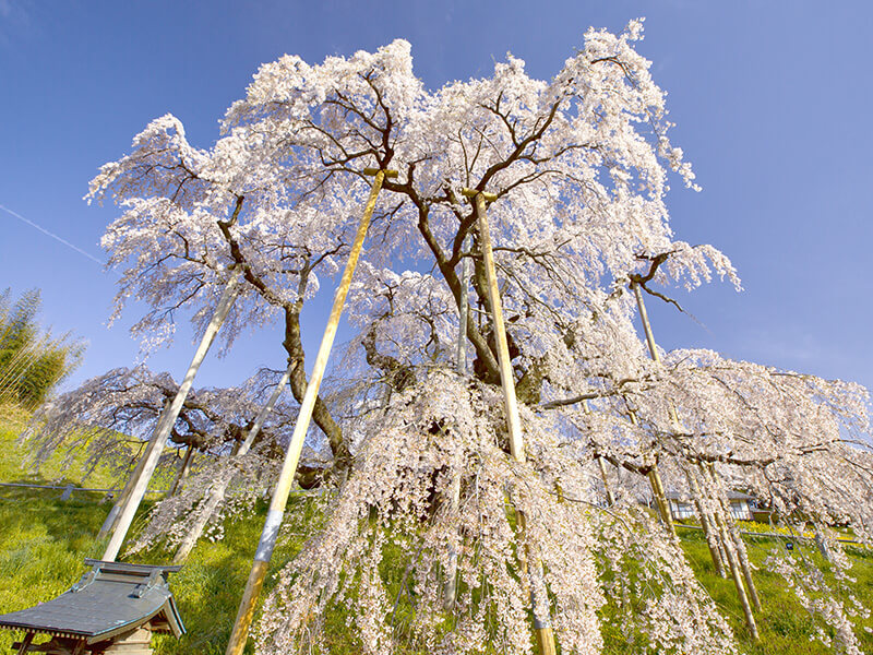 三春滝桜
