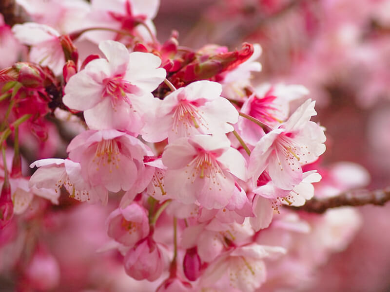 春の風物詩である桜