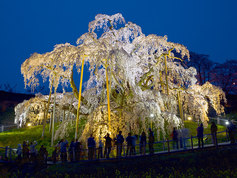 三春滝桜 ライトアップ