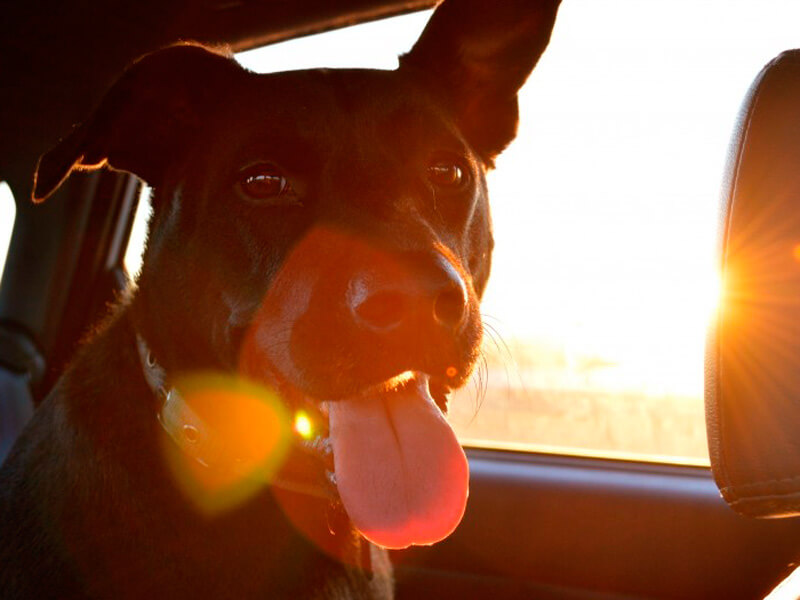 車に乗る犬