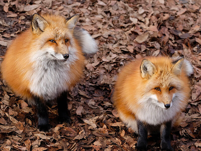 キタキツネ