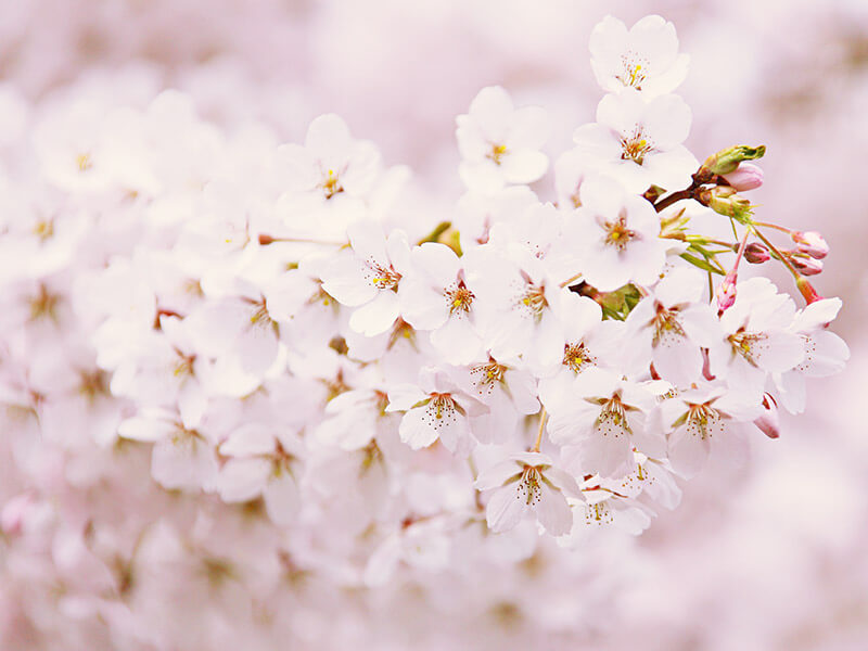 桜