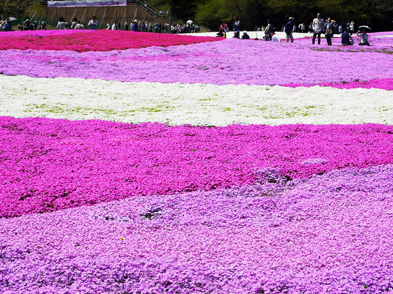 芝桜