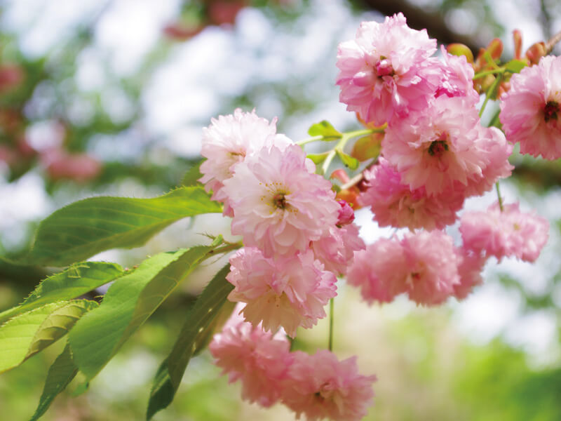 兼六園菊桜