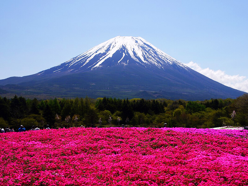 富士芝桜まつり
