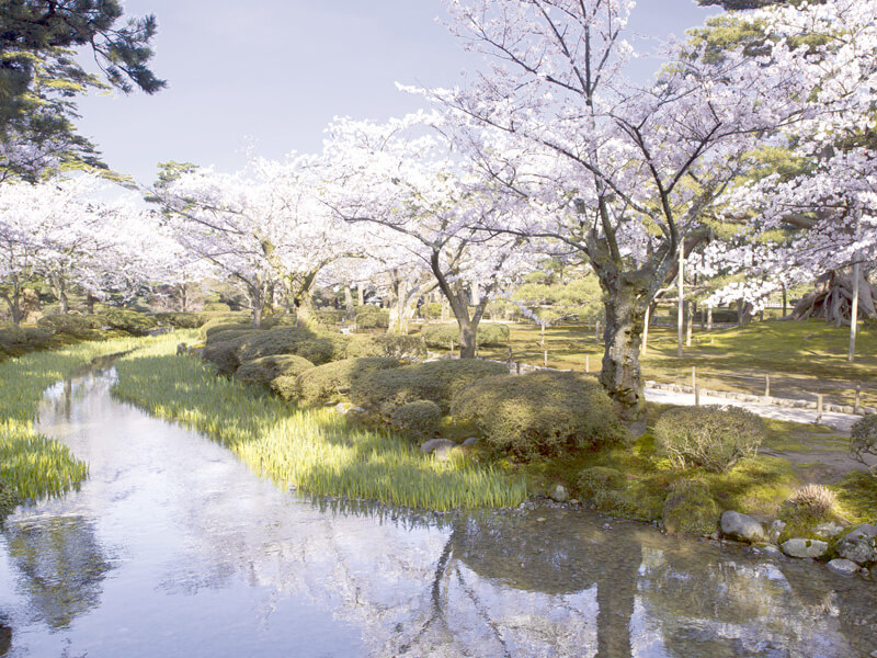 桜