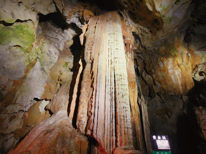 黄金柱