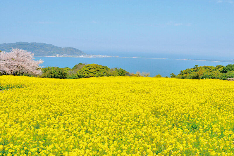 能古島の菜の花畑