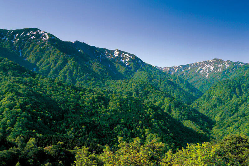 白神山地