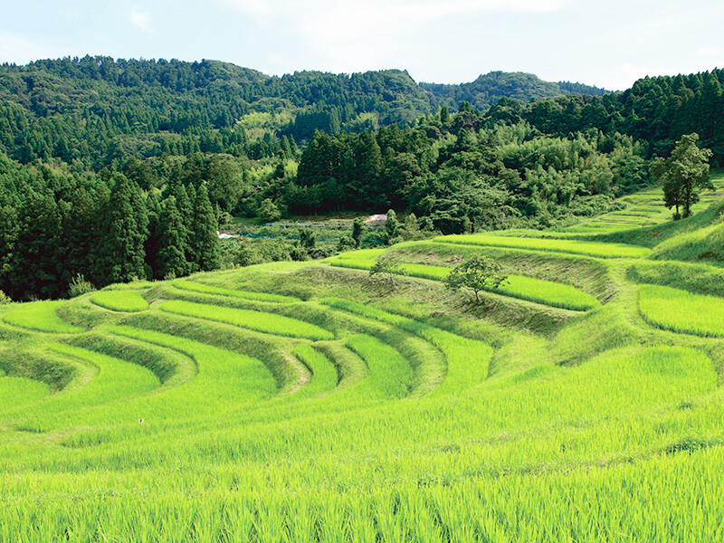 大山千枚田