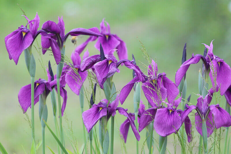 花菖蒲