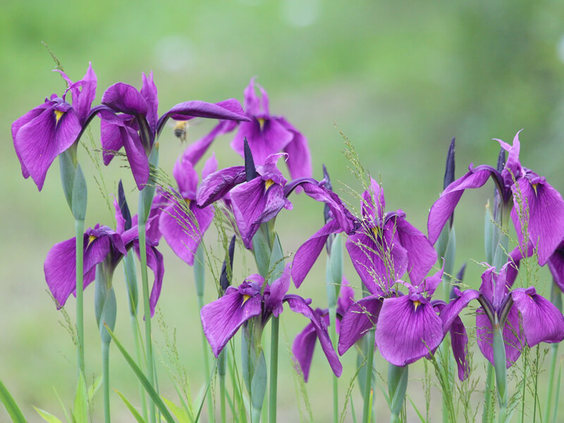 花菖蒲