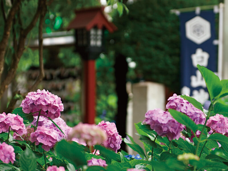白山神社 紫陽花