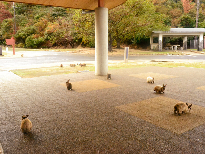 大久野島のうさぎ