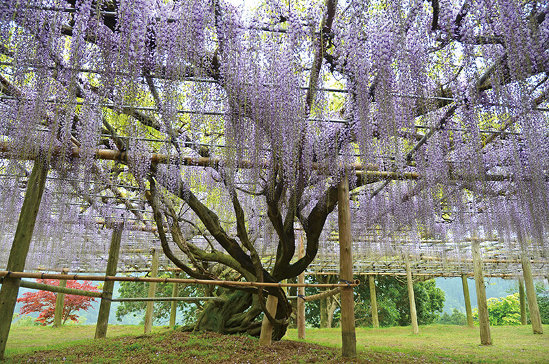 河内藤園