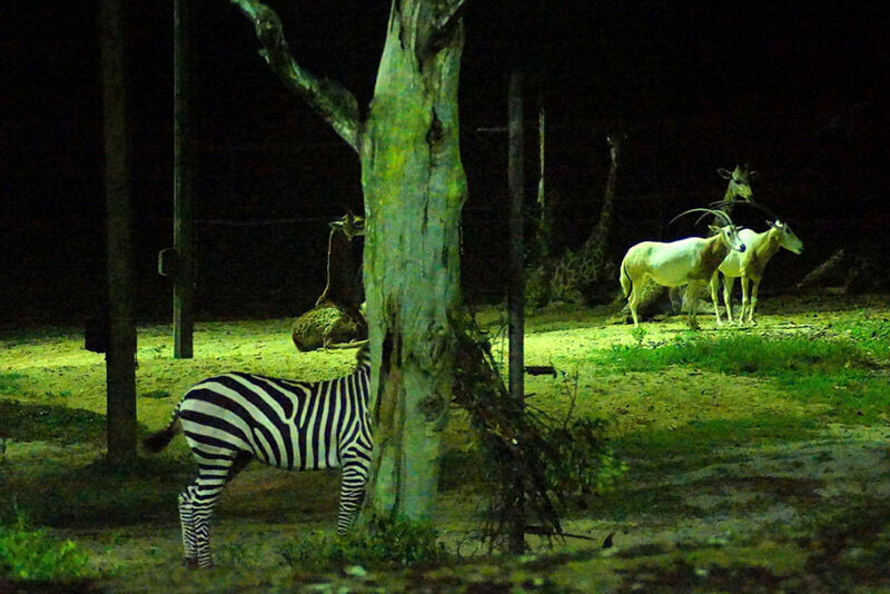 ナイトサファリで見られる動物たち