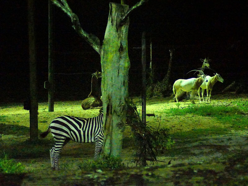ナイトサファリで見られる動物たち