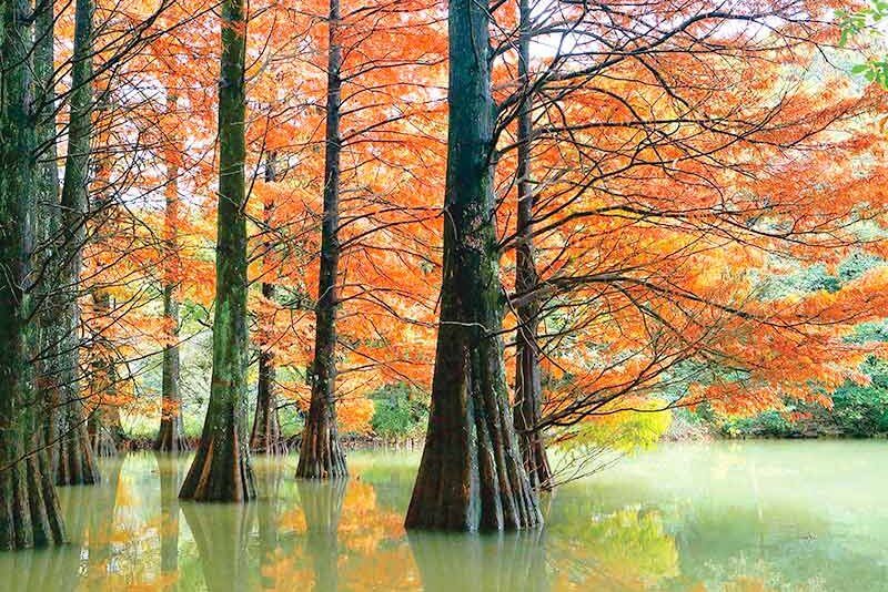篠栗九大の森 紅葉