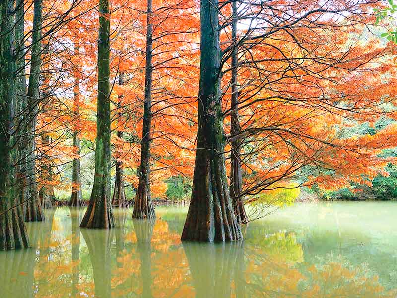 篠栗九大の森 紅葉