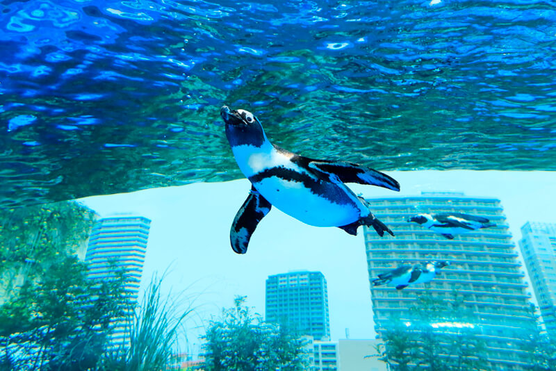 天空のペンギン 写真提供:PRTIMES