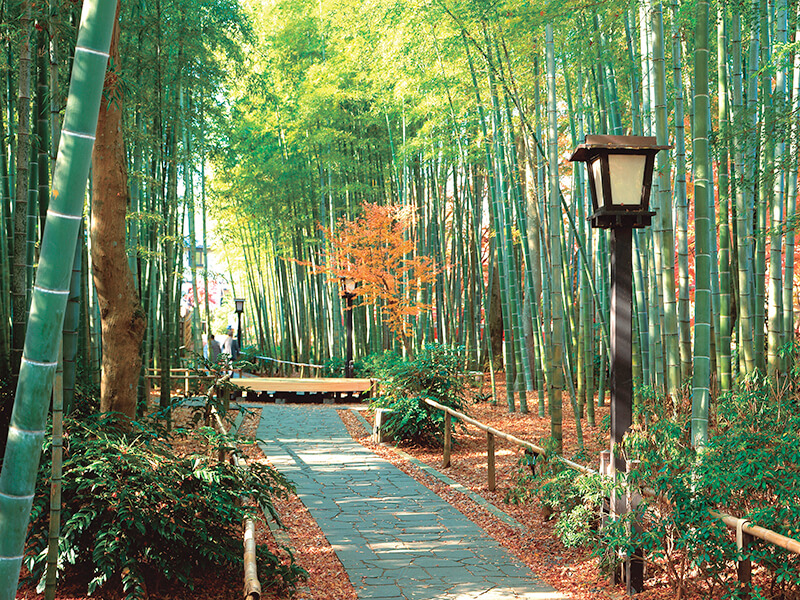 修善寺温泉 竹林の小径