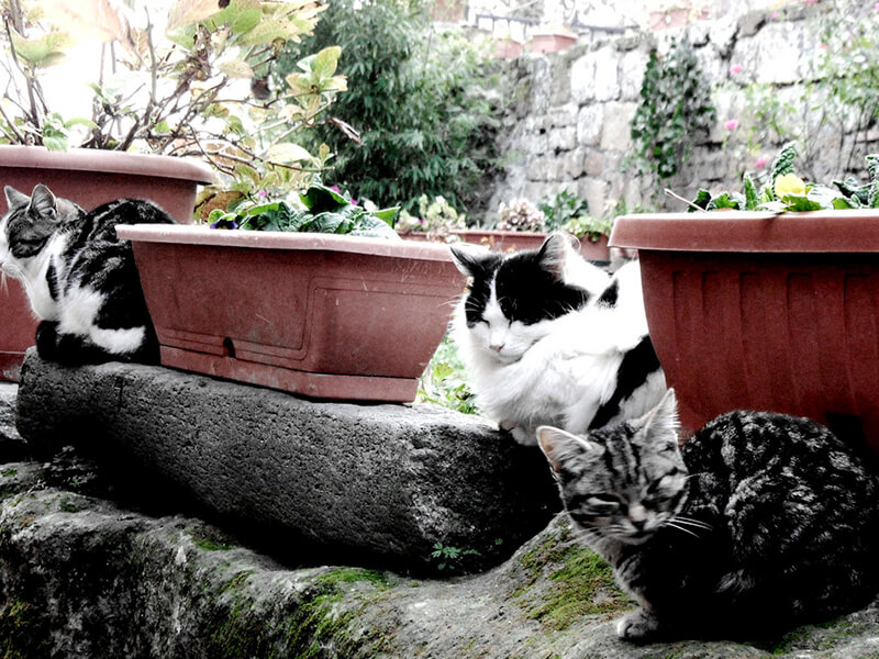 猫のいるチヴィタ・ディ・バーニョレージョ