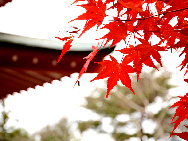 紅葉が美しい神社のイメージ