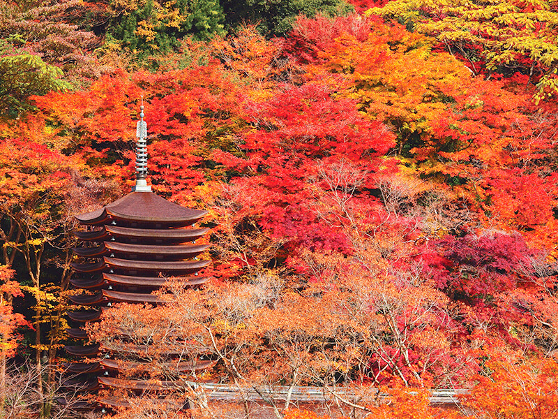 談山神社 十三重塔 紅葉