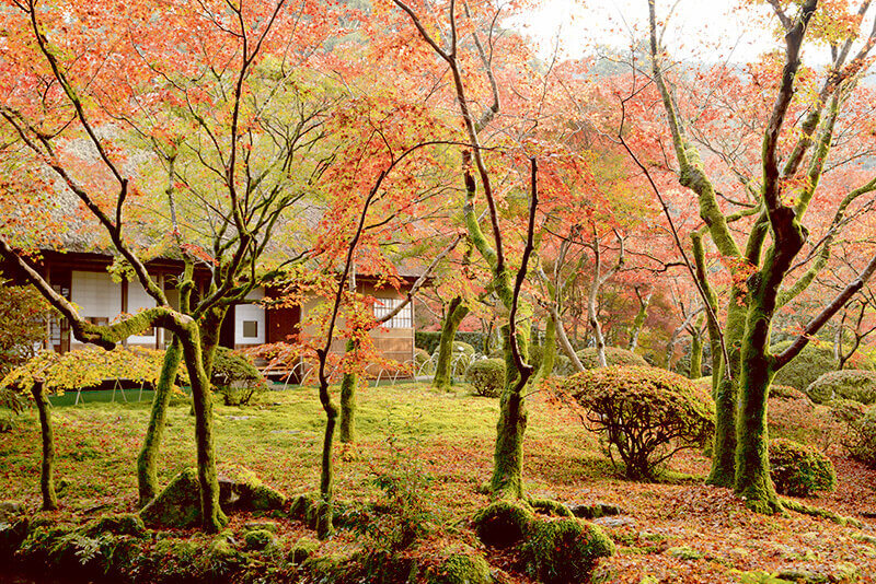 九年庵 紅葉