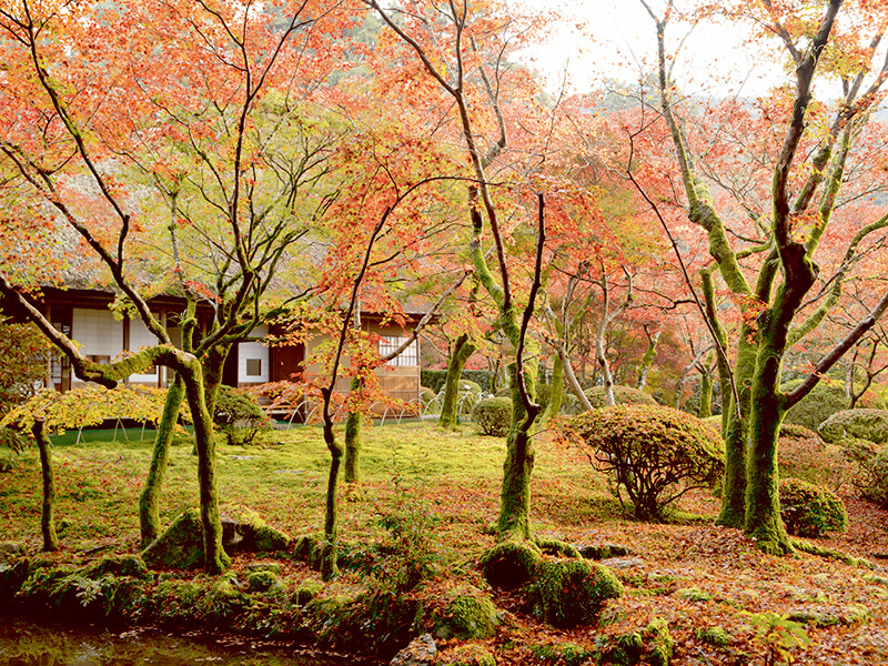 九年庵 紅葉
