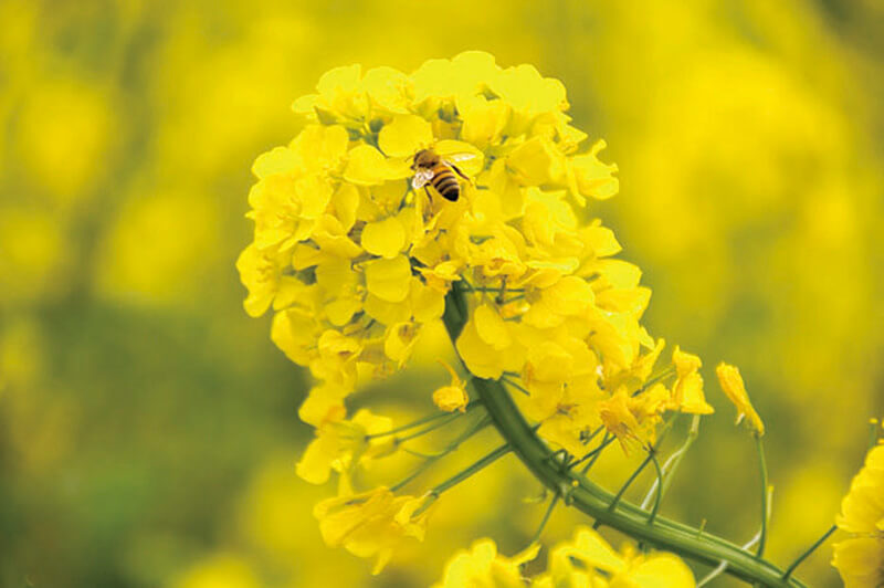 菜の花