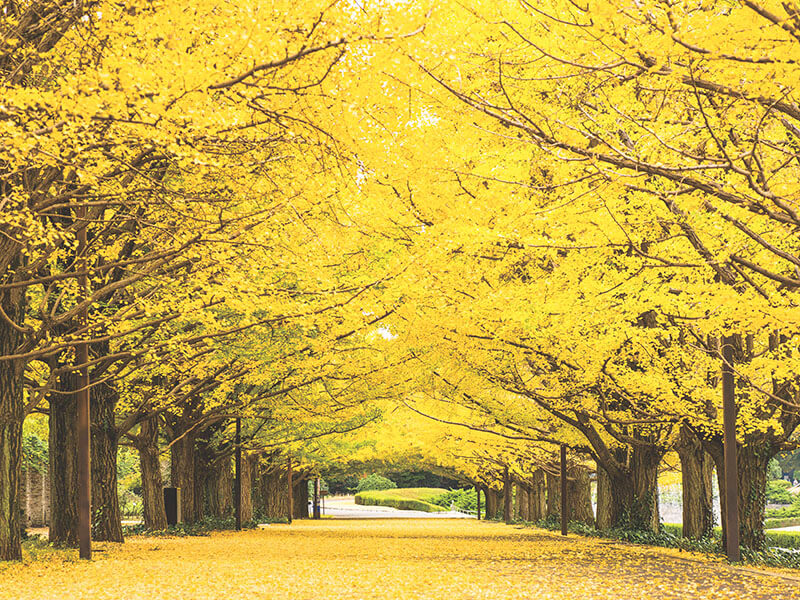 国営昭和記念公園