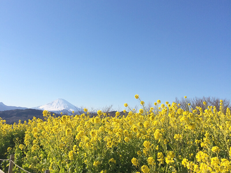 吾妻山公園