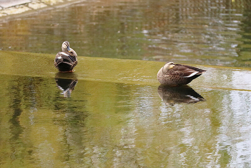 万博記念公園内・水流