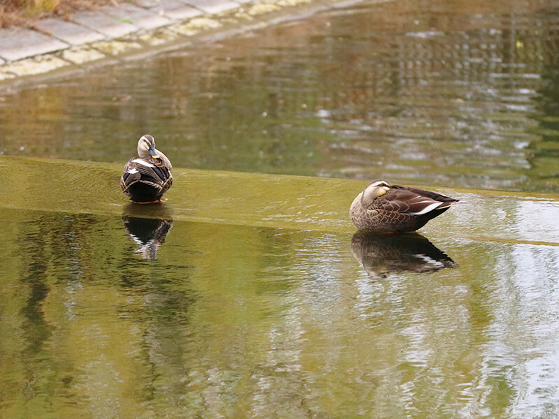 万博記念公園内・水流