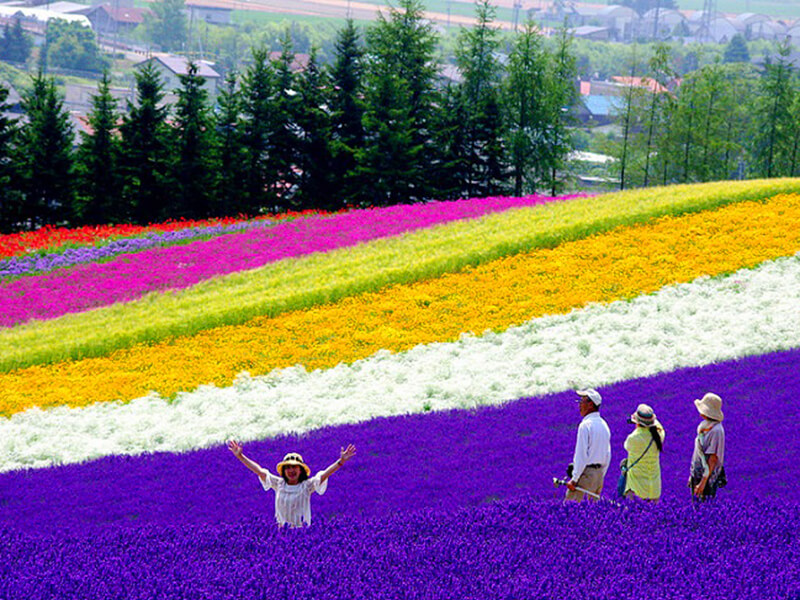 美瑛の花畑