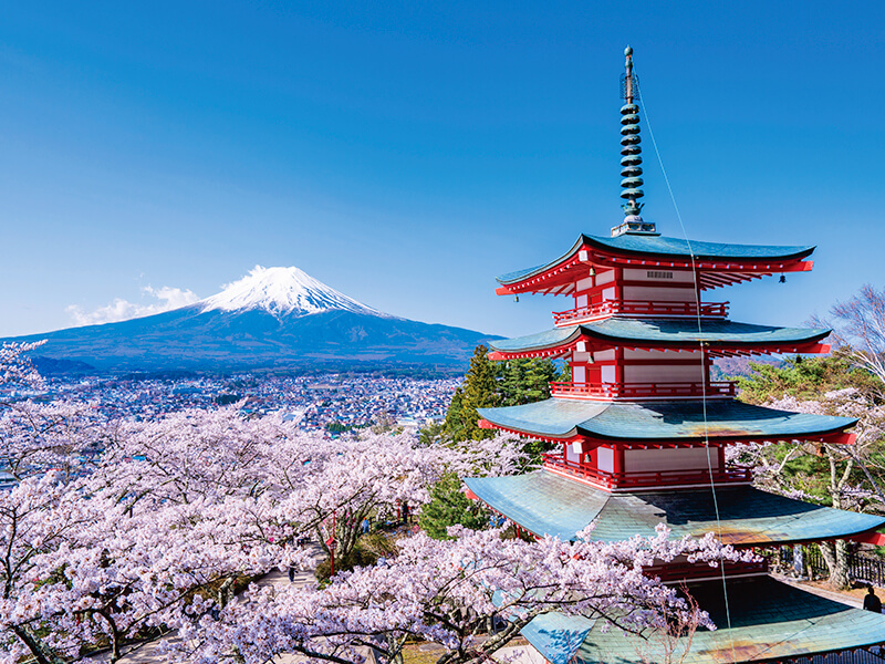 雪帽子の富士山と五重塔、桜のコラボ